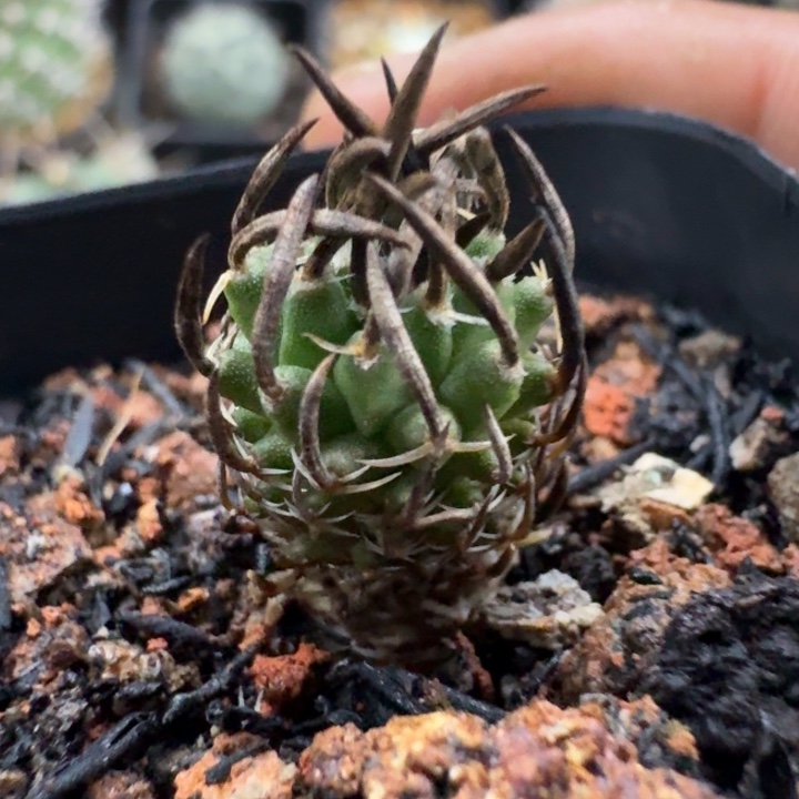 升龙丸实生仙人球 