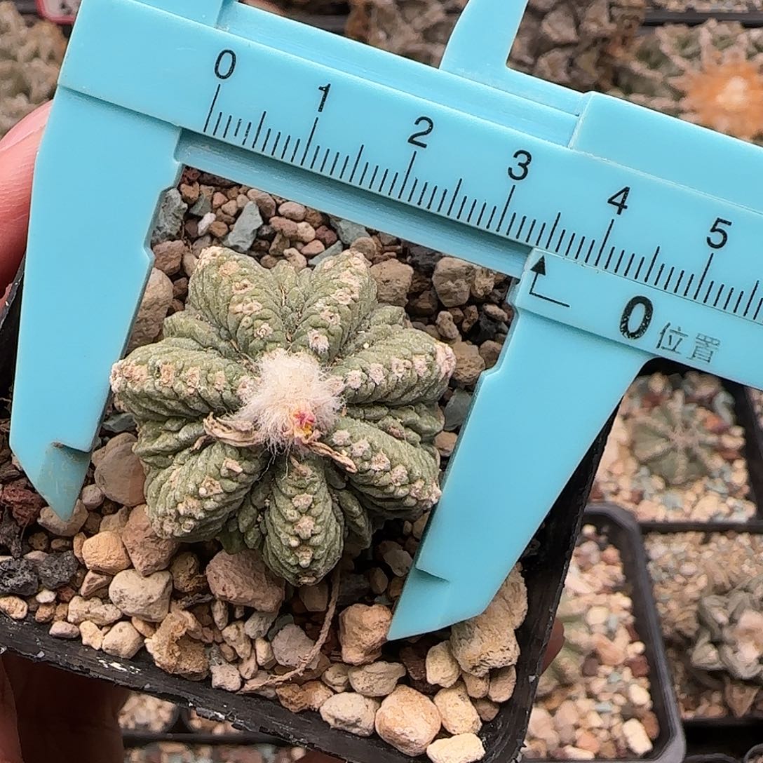 老花龙1111111111111111