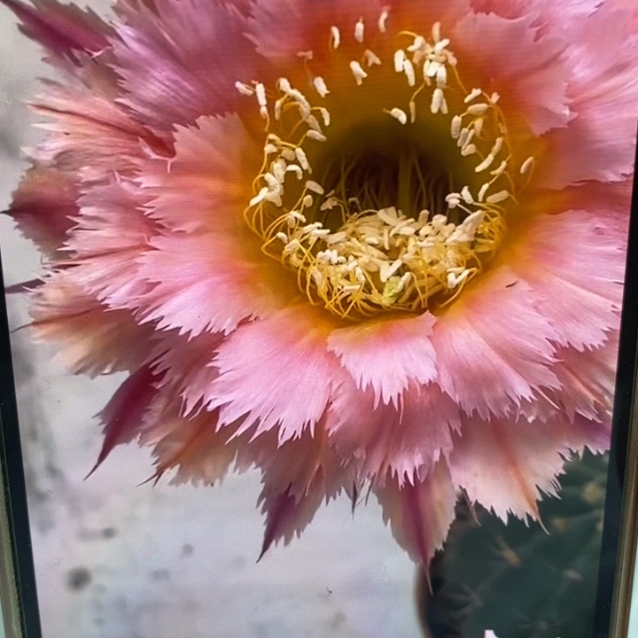 彩草羽毛1号带根6公分左右