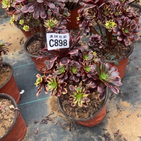 898欧嘉莉不包断枝