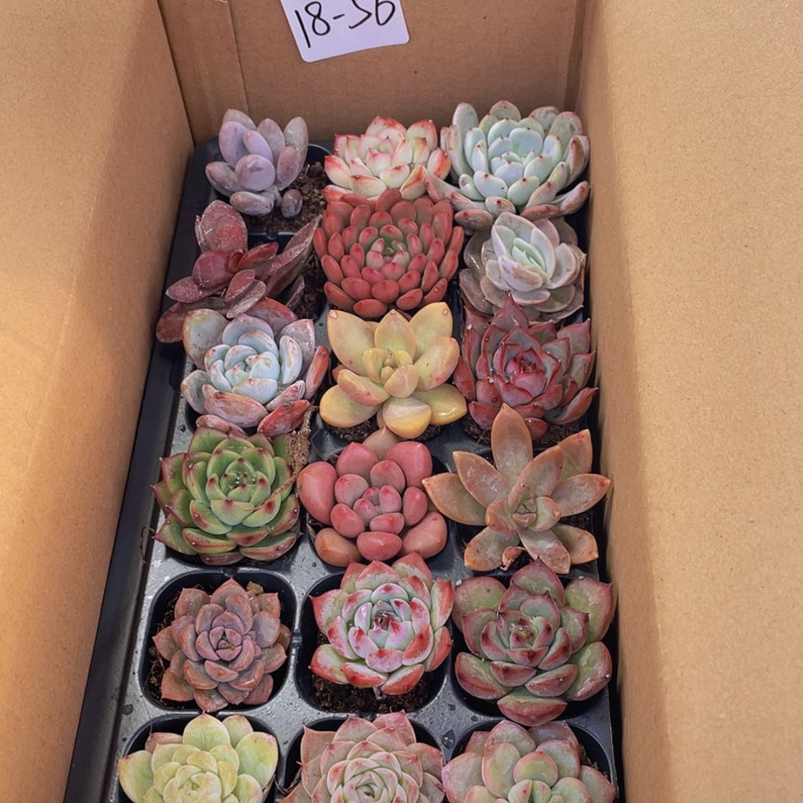 【闪购商品】18颗-56