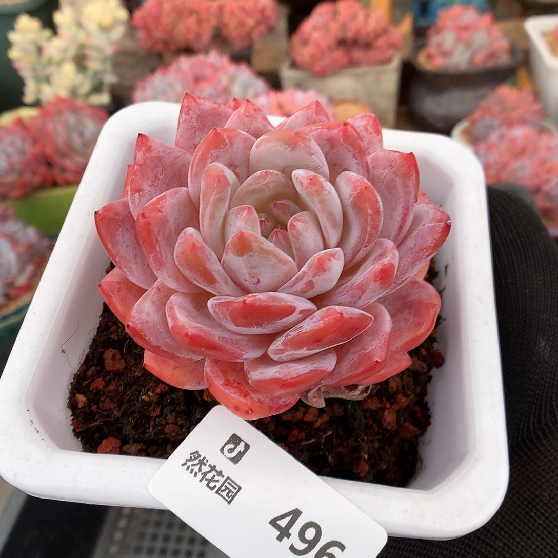 496雪天使多肉植物6666