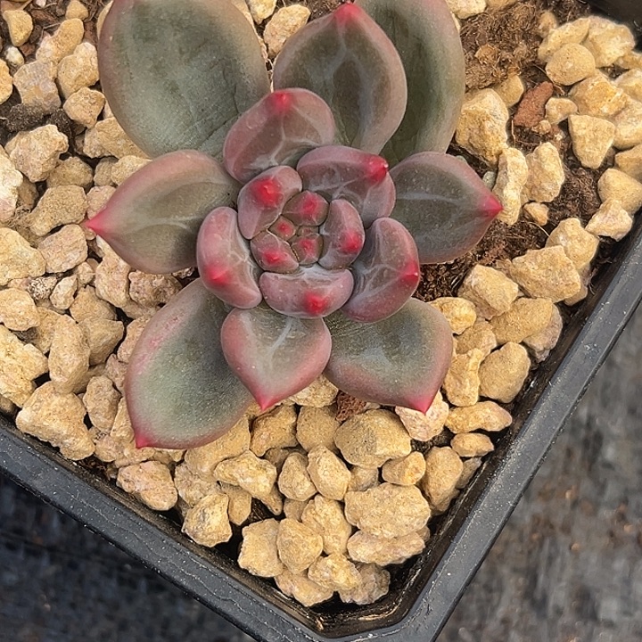 美人杂交特价一物一拍