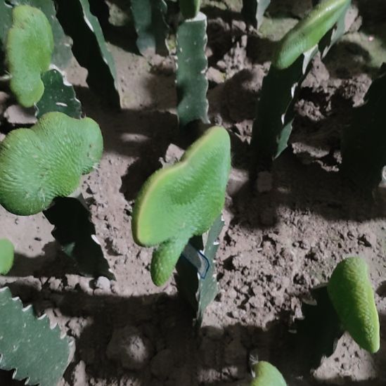 秋***风仙人球青蛇缀化8563