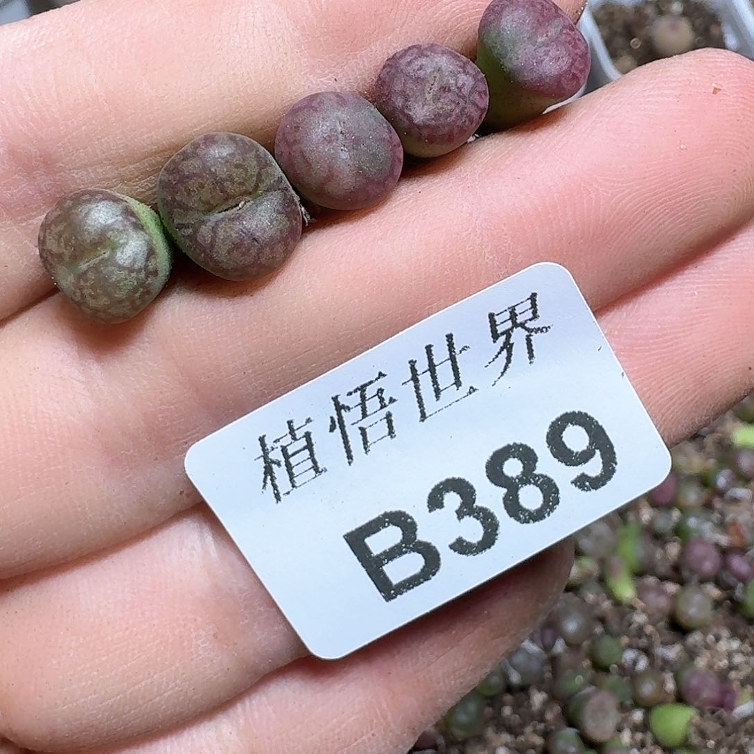 389号多肉植物哇fv