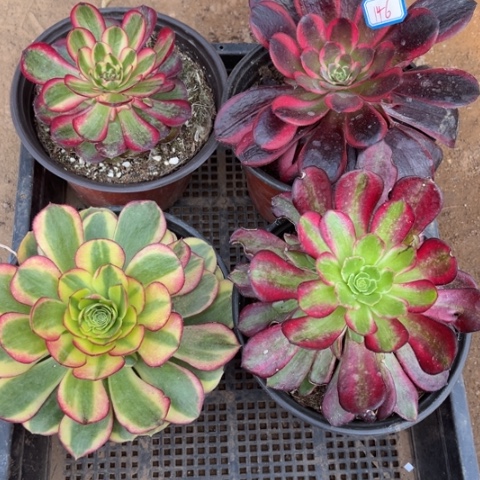 146多肉植物组合