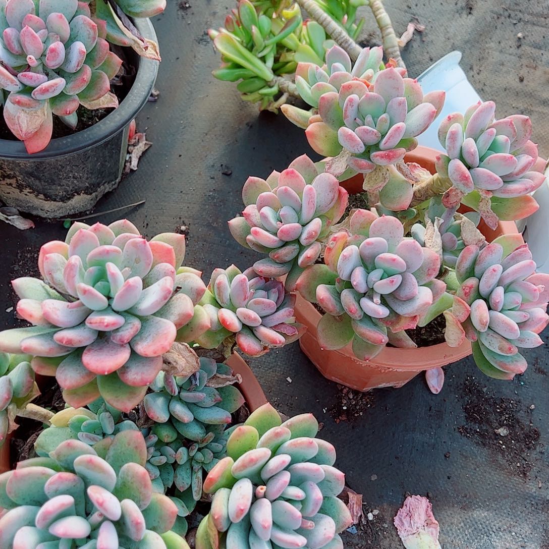 灰姑娘多头群生精品特价