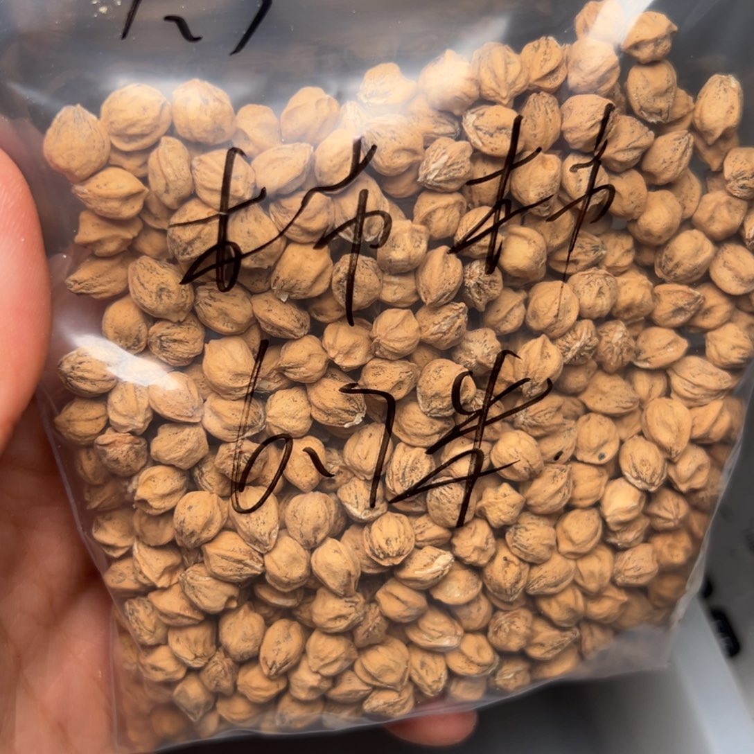 柿***顺柏香籽/百香籽吊坠