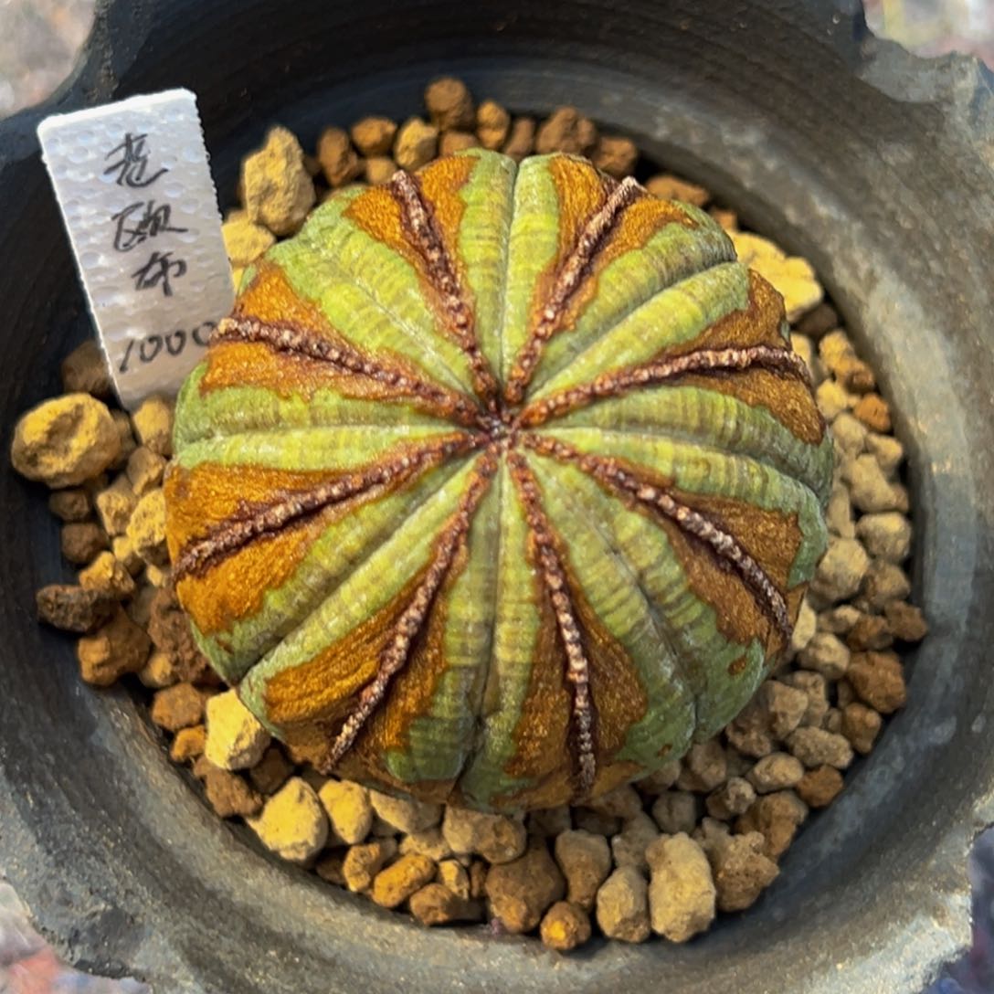 ?m小马专拍带盆老欧布