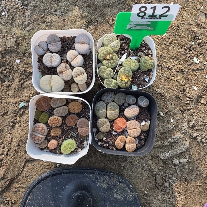 A***d生石花等植物的生长812