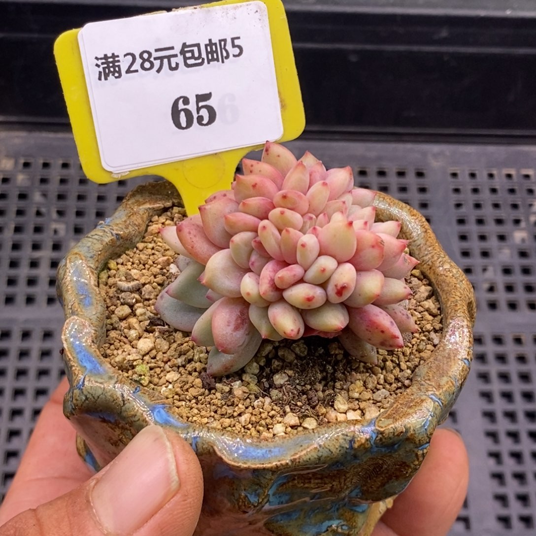 565爱丽儿缀化多肉植物