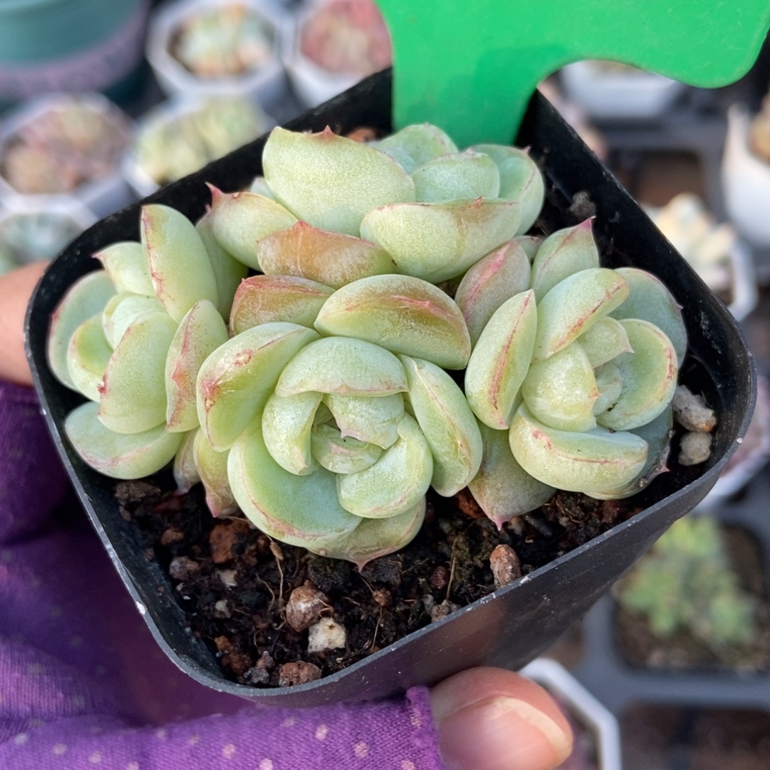 3162胖虎珍妮多肉植物