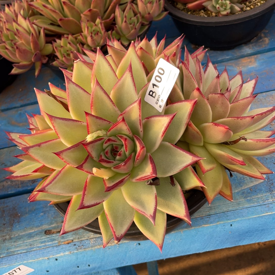 无花朵若如东云组拍E100