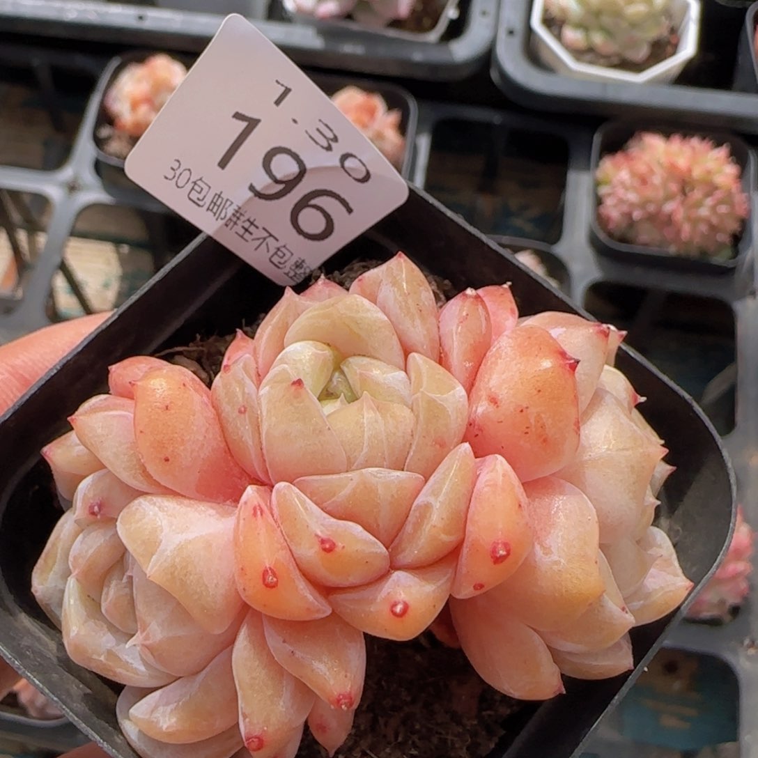 三头冰魄老桩一颗