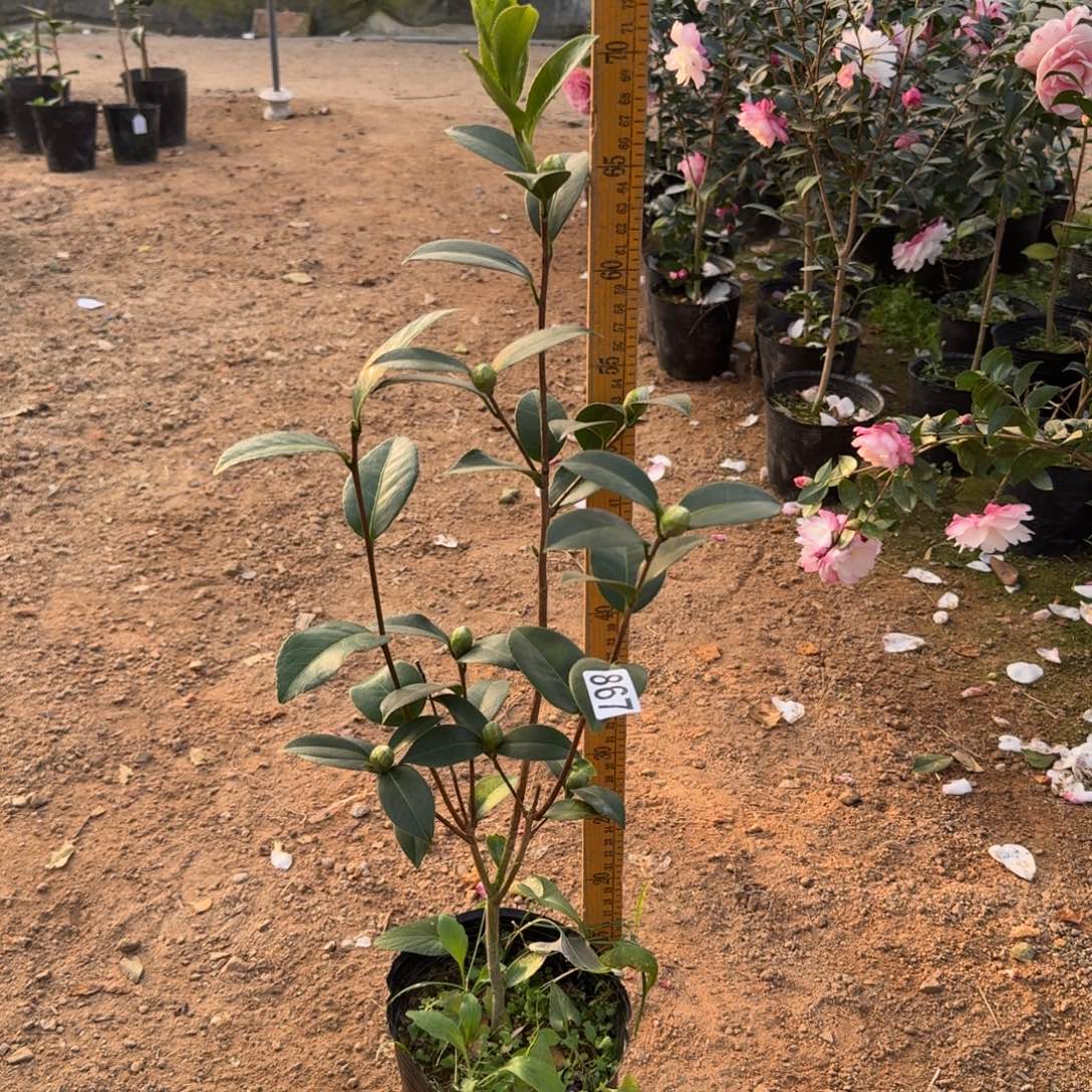 少量花朵（建议范围：2朵-5朵 或40%以下）867斑水屋