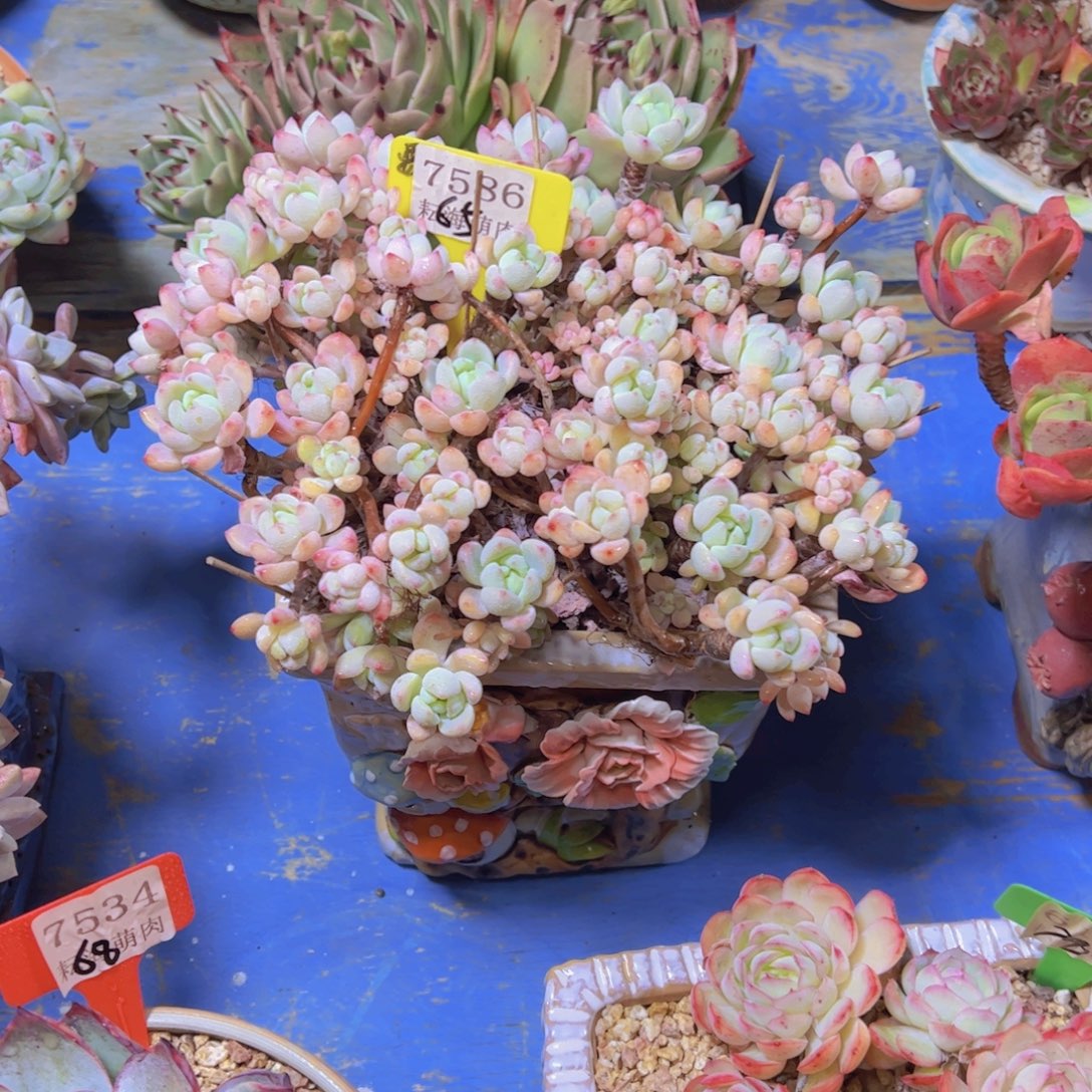 桃酥7586多肉植物