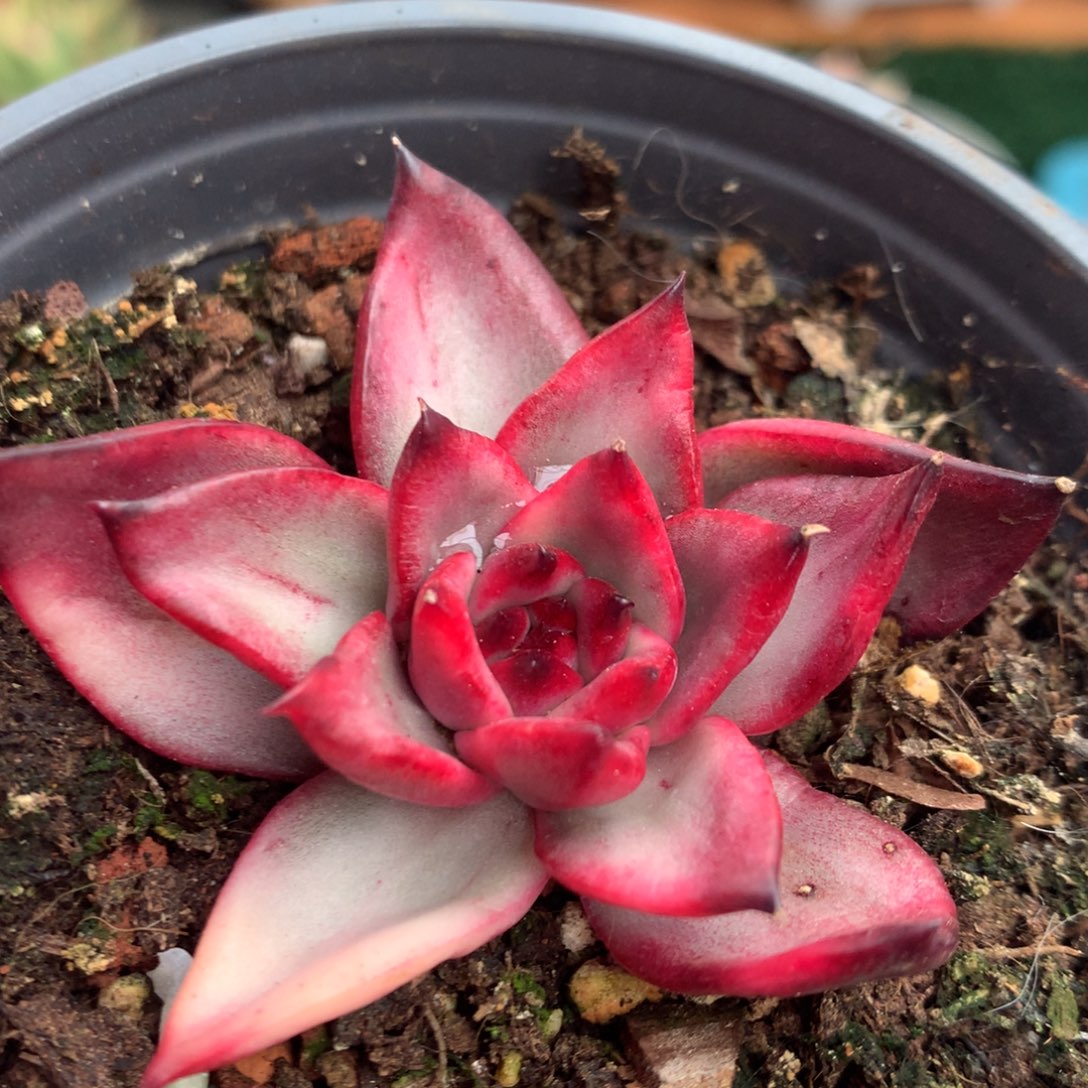 吉赛尔可代盆j j j j l