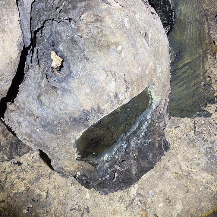 歪***歪金丝楠啊啊啊啊啊啊