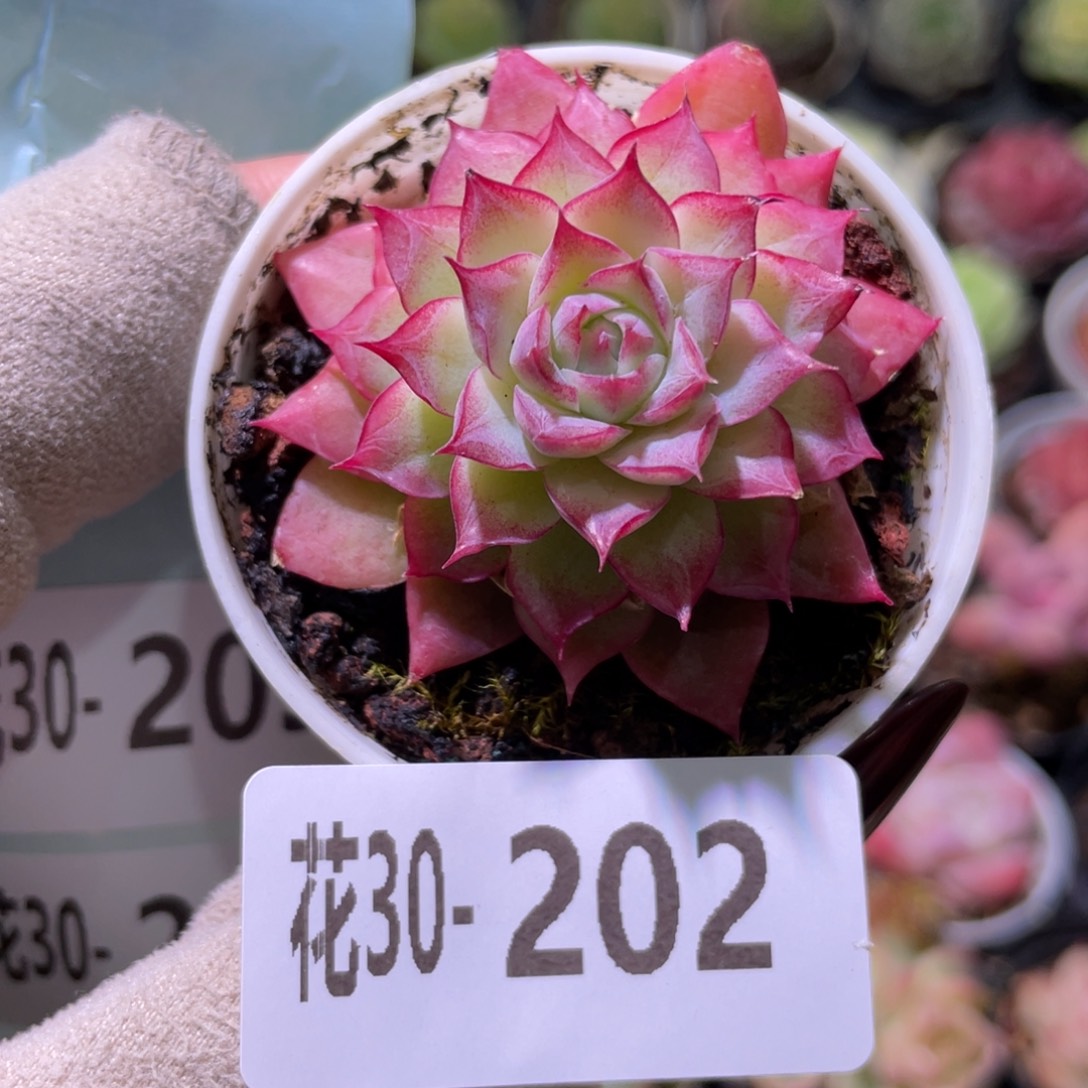 花利美30-202女王玫瑰