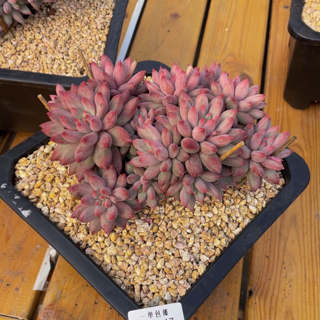 一****60209-17-虞美人。。。。。