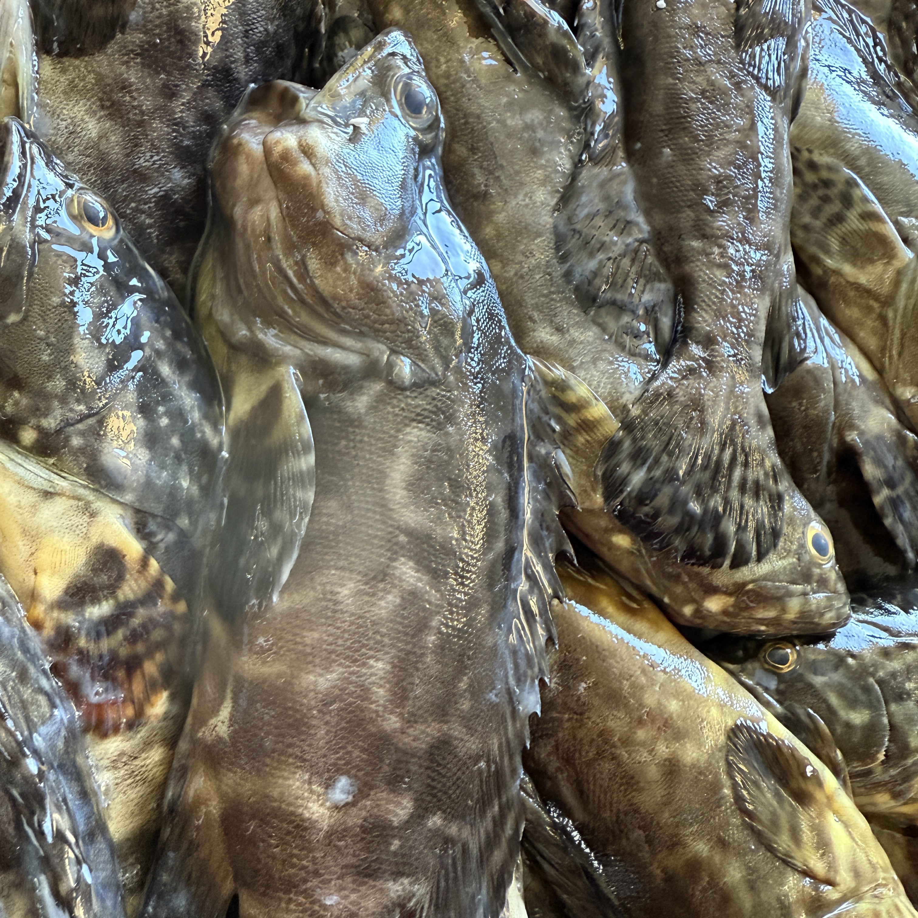 阳江新鲜海捕石斑鱼新鲜美味海鱼 （大小以直播间展示为准）