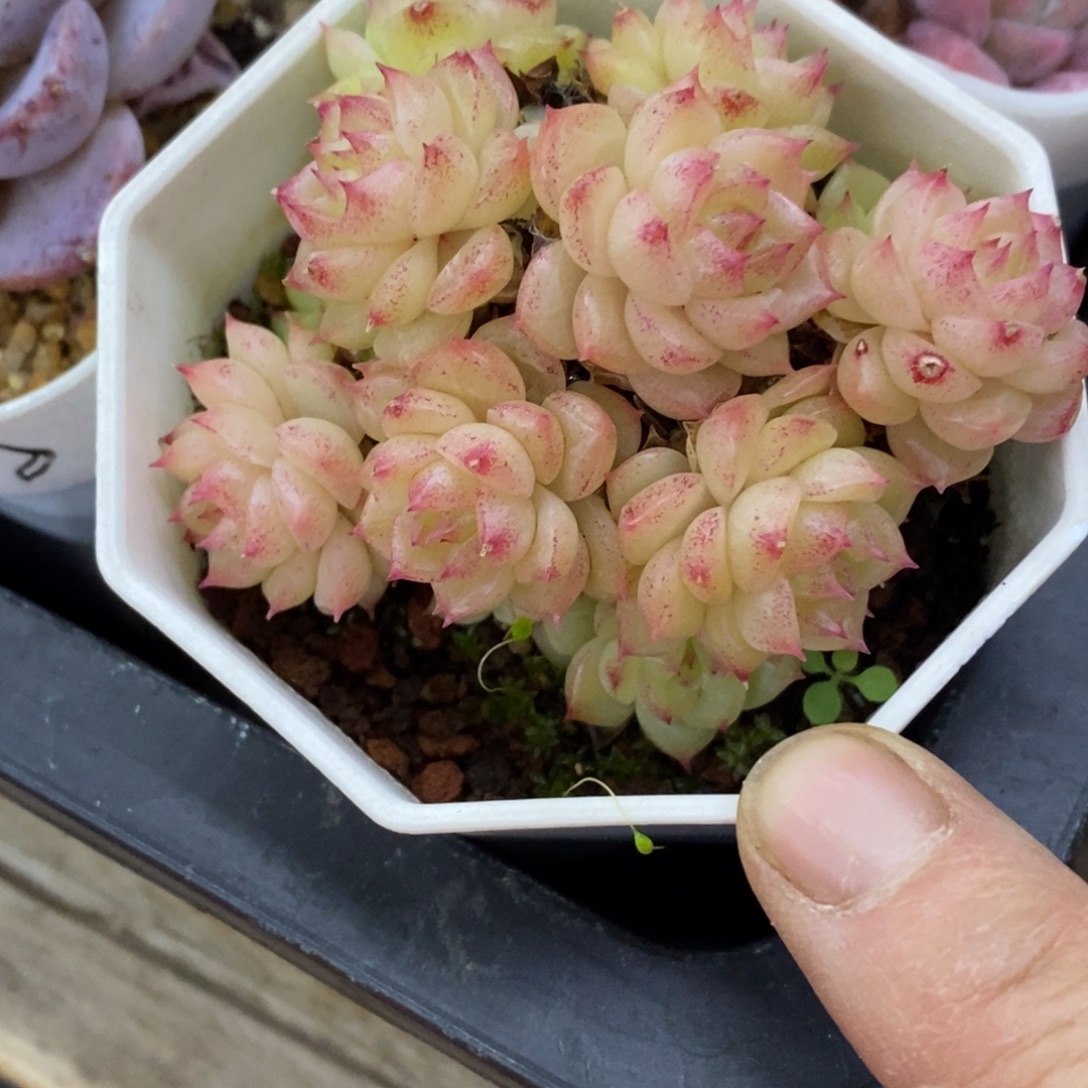 精品多肉一物一拍不包整414