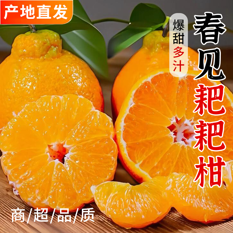 四川春见耙耙柑新鲜多汁皮薄易剥肉质细腻清甜解渴