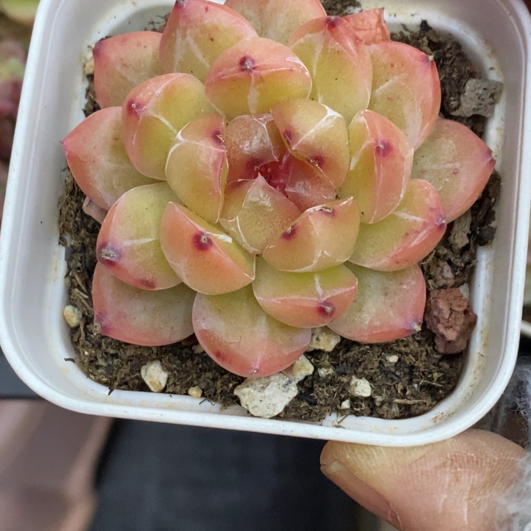 精品多肉一物一拍不包整142