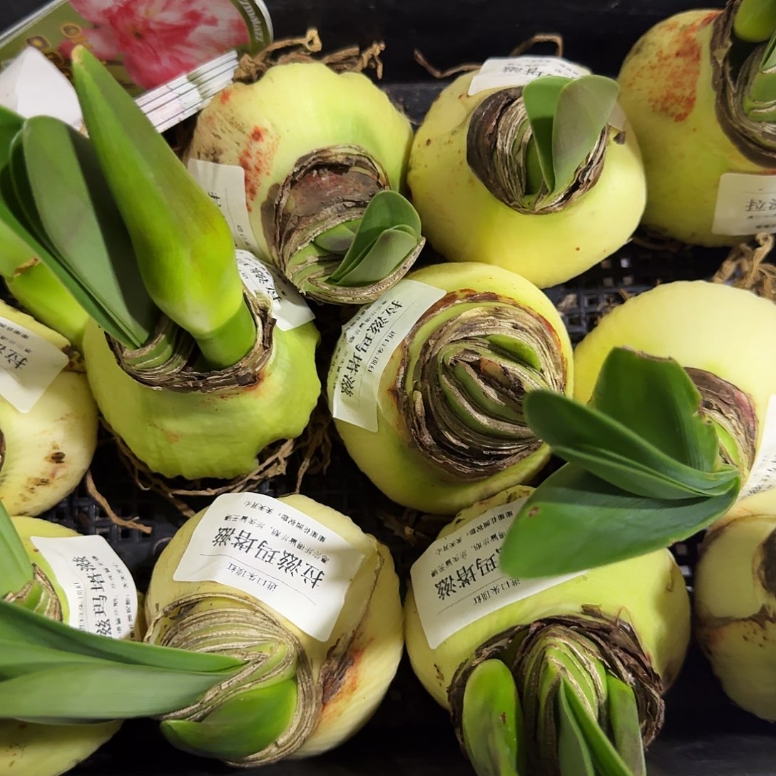 进口球拉滋玛塔滋福利长花剑