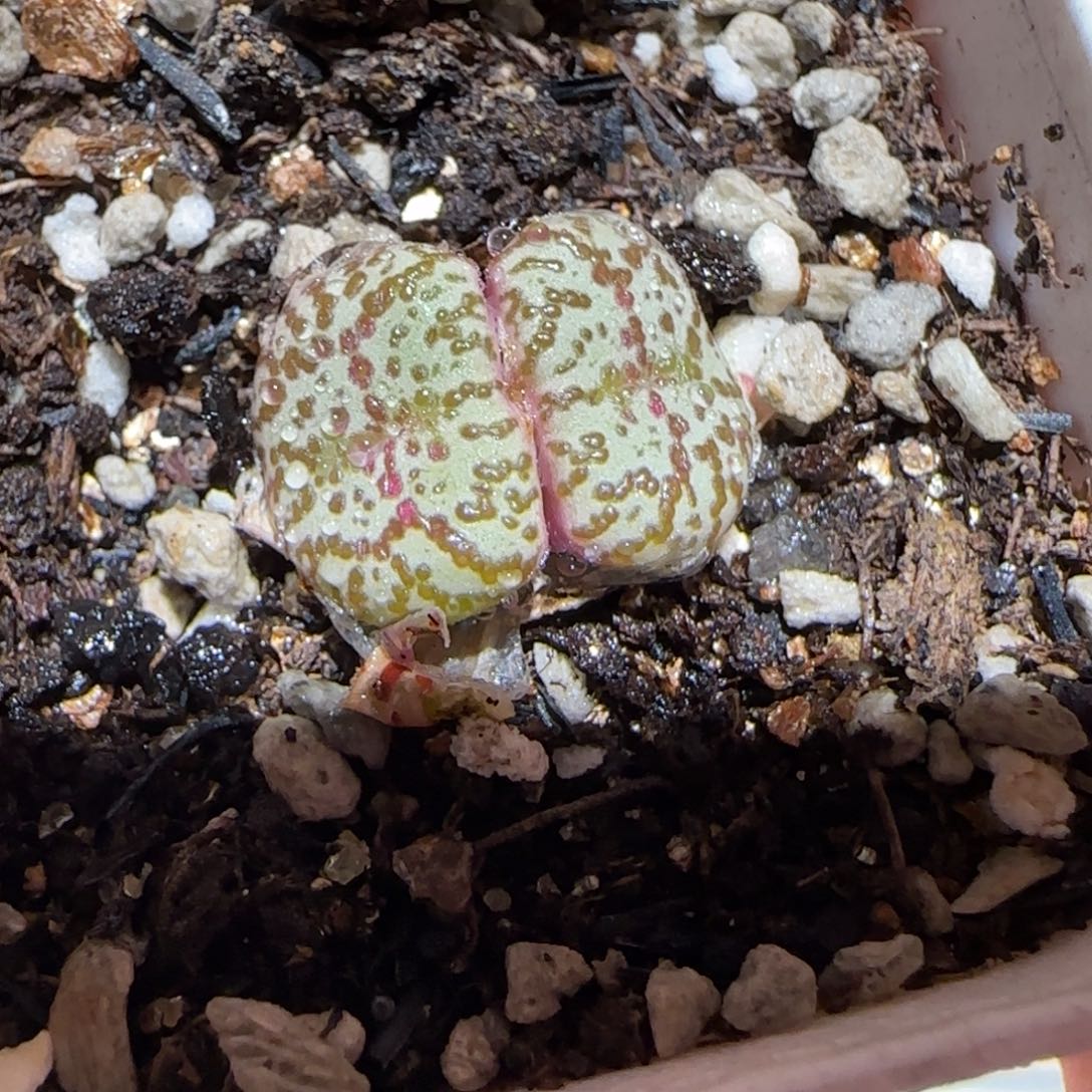 肉锥多肉植物百科-wc霓虹514