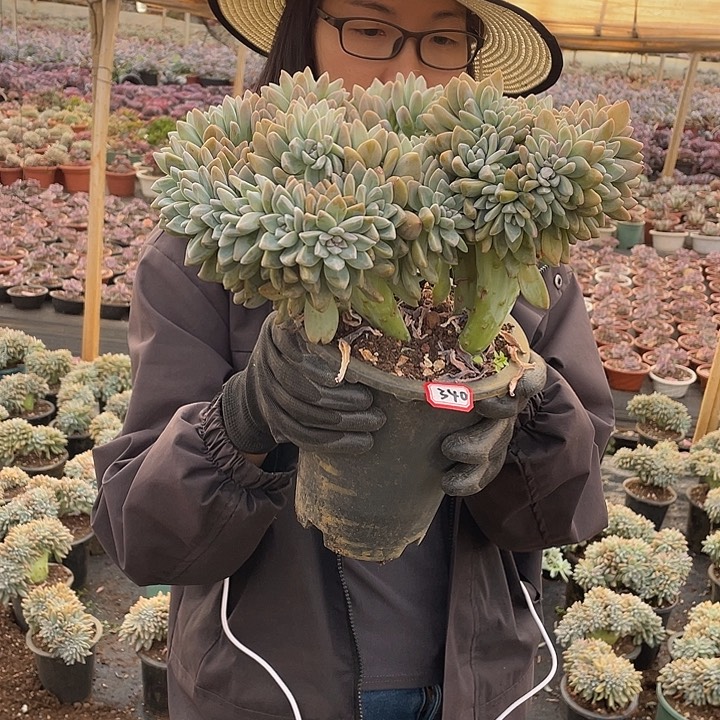340 淡雪缀 一物一拍多肉
