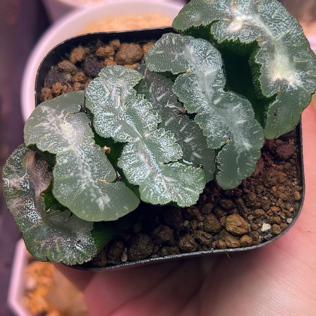 猛犸十二卷多肉植物