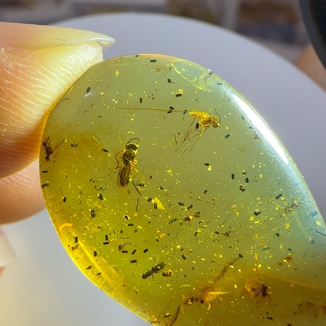 未镶嵌琥珀裸石蜂虫标本