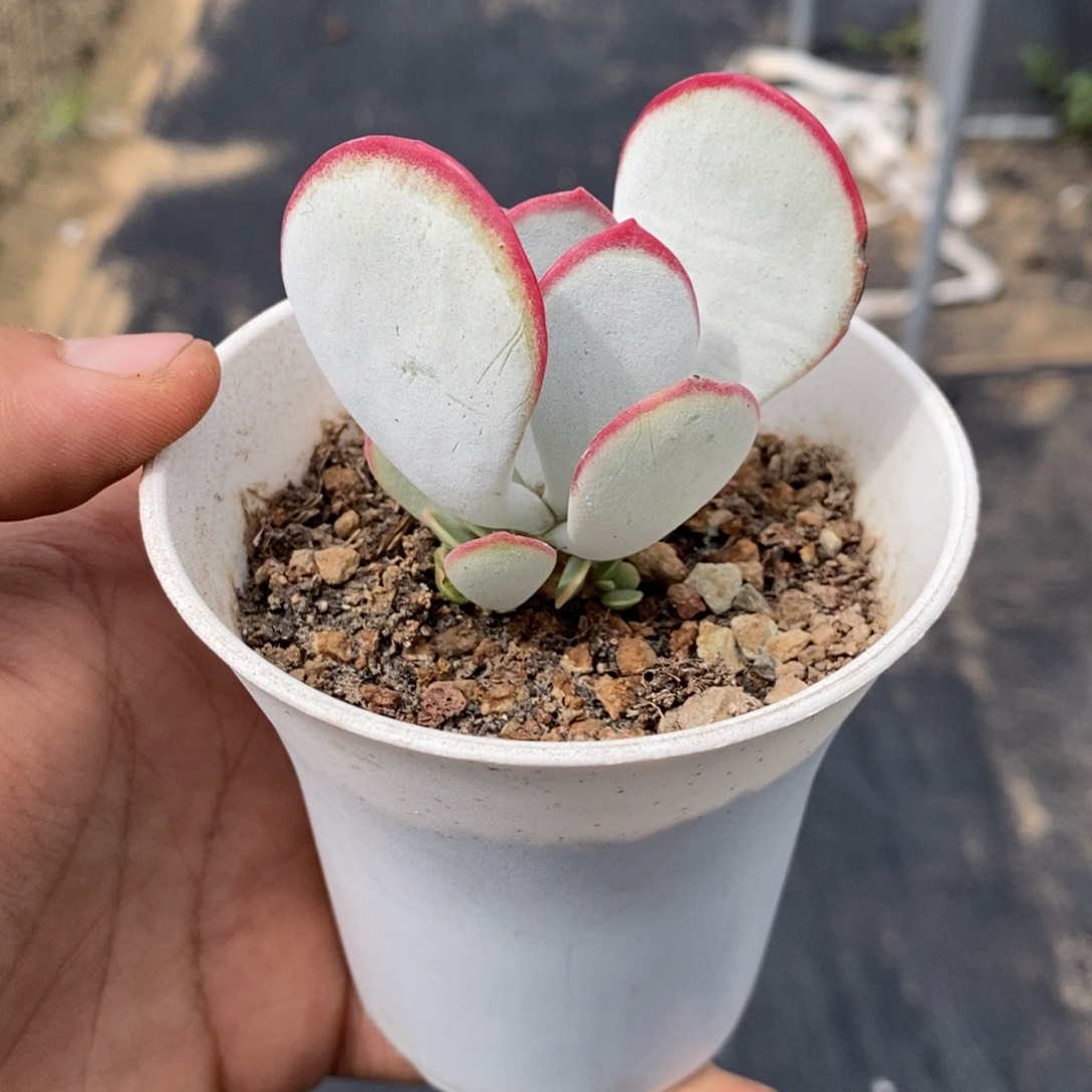 【闪购商品】正版白眉
