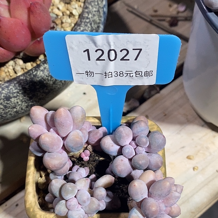 熙诚精品多肉散装汤圆