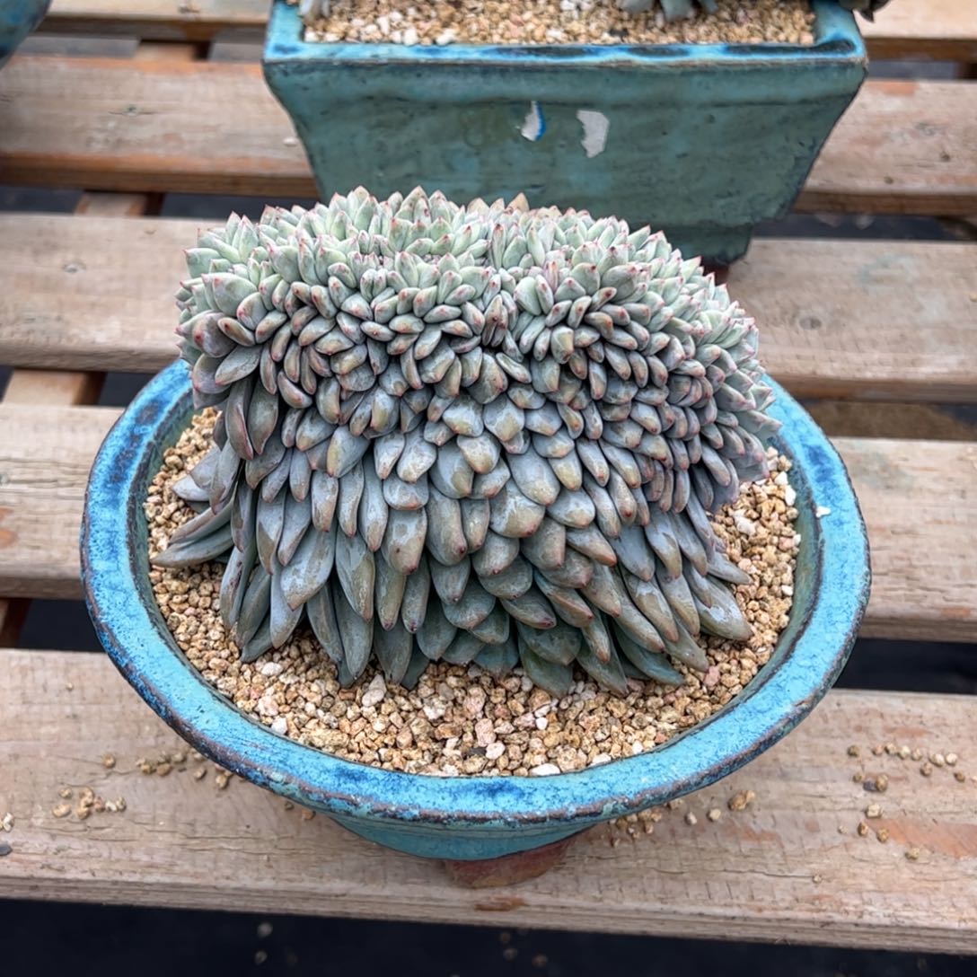 俅***球b46多肉多肉多肉多肉