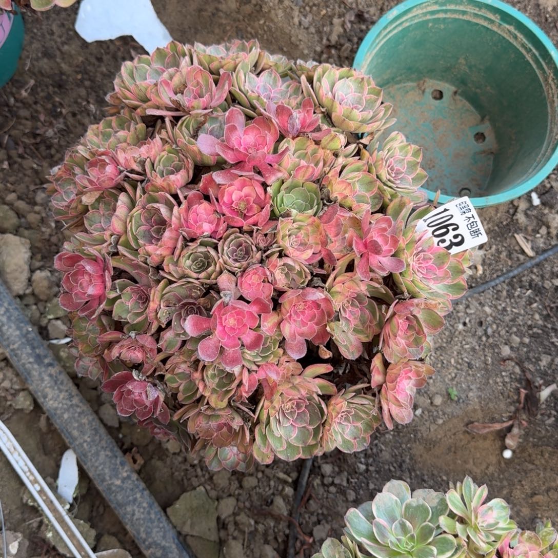 熙***熙17 阴28法师万七彩1063