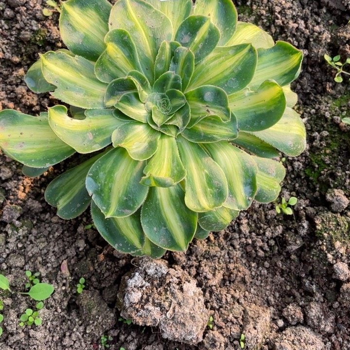 夏***阳657暴君多肉。123455789