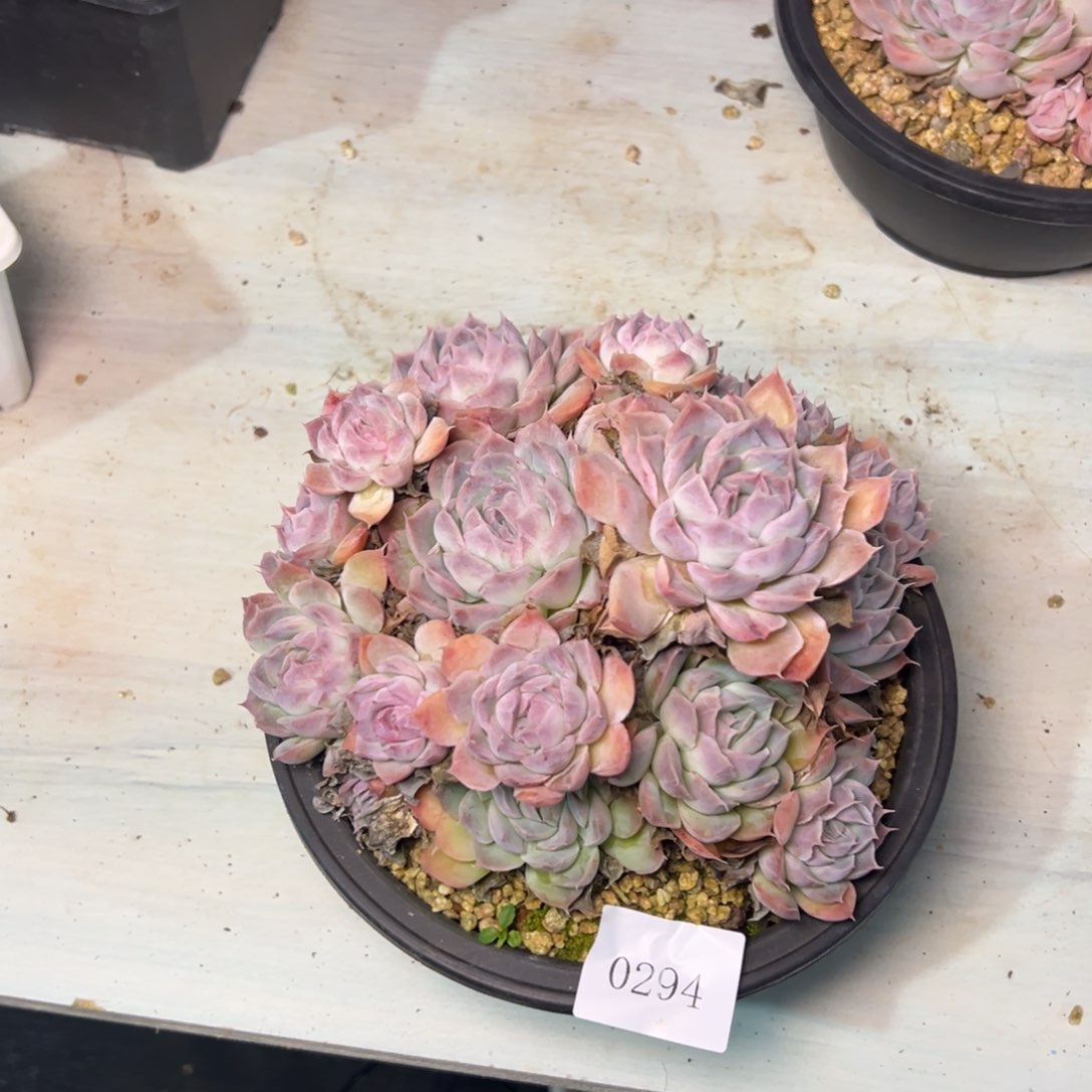 ?*天0294肉多么多么多哦