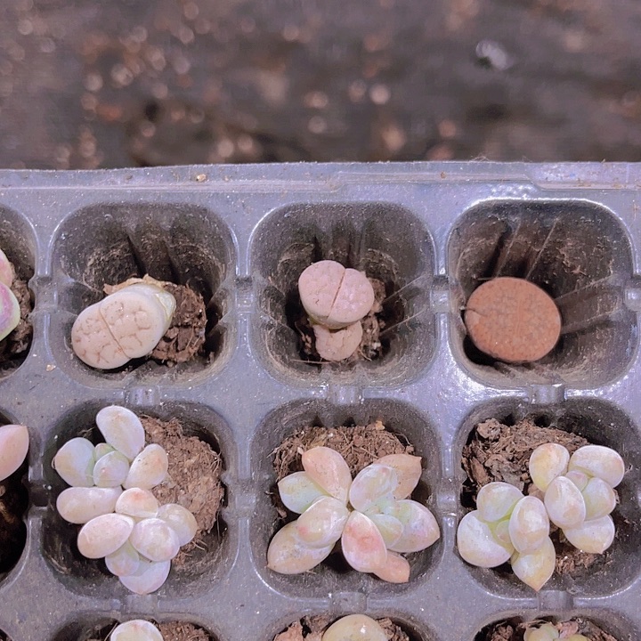 一单三颗屁屁花多肉