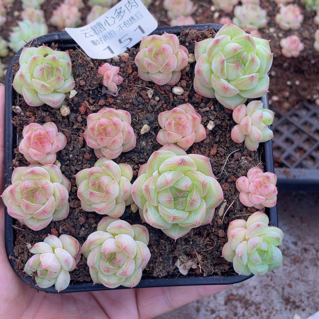 云糖心多肉植物151
