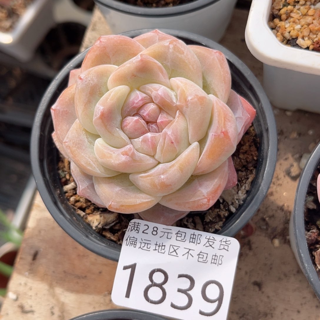 大1839、b c b c b v n b