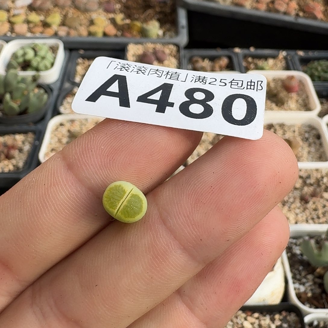 葫***花A480绿李版绿菊回交款