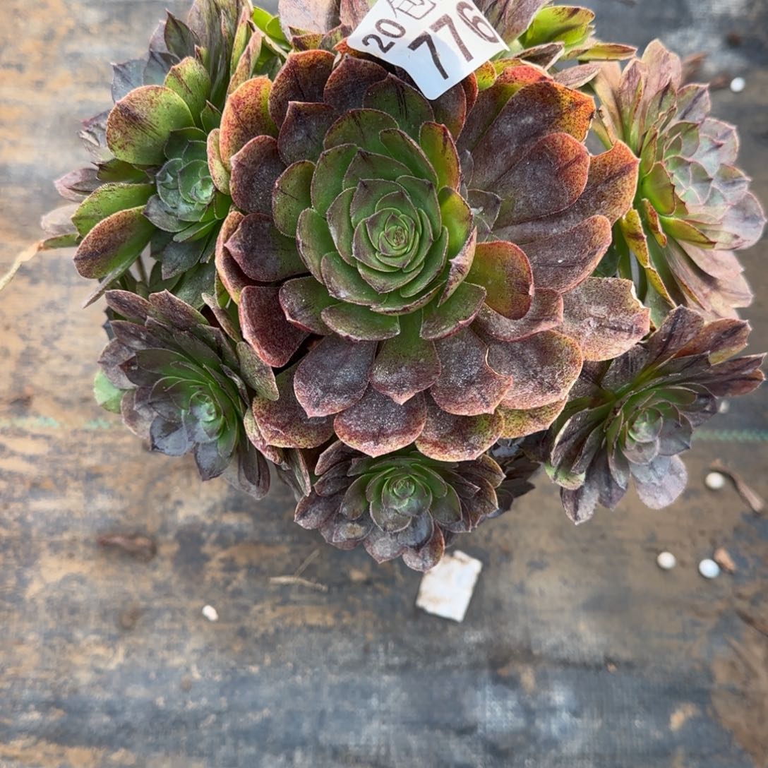 万拉丝776满20包邮断枝不包