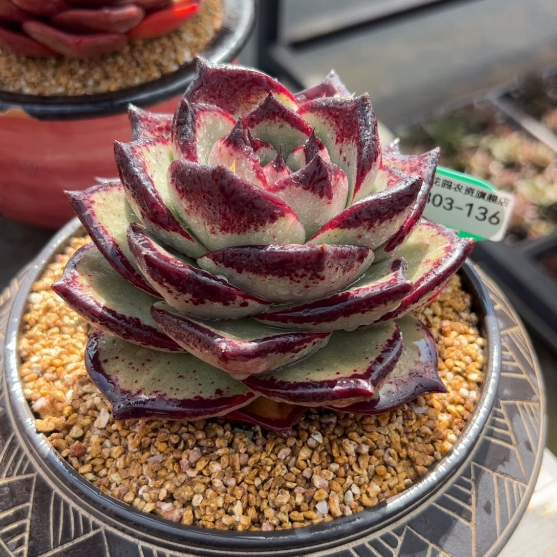 多肉一物一拍0303-136