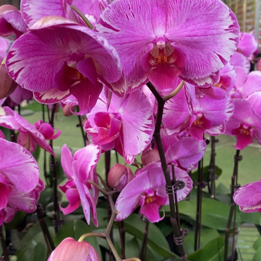 大部分开放少量花苞雷神蝴蝶兰