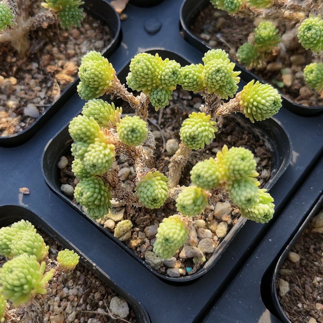 小松 满28元非偏远包邮