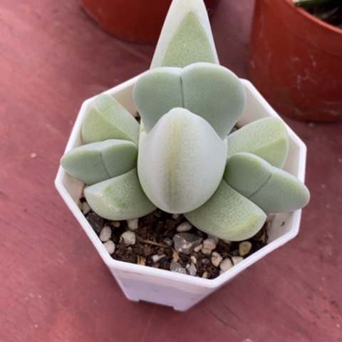 神风玉群7仙人球