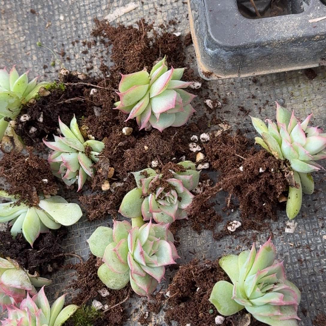 31-18四号玫瑰一颗量拍