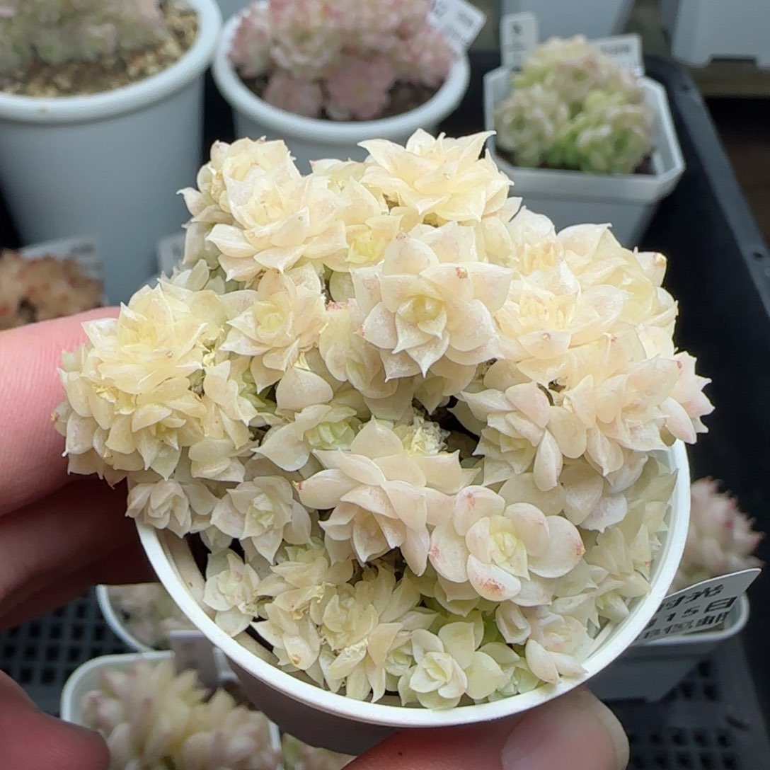 0215-149珠光麦秆